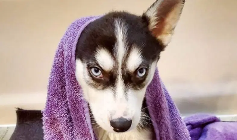 A cute Husky